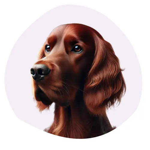Setter Irlandais rouge